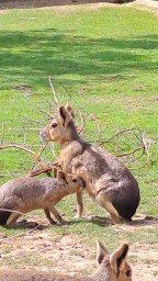 Zoopark Nehvizdy